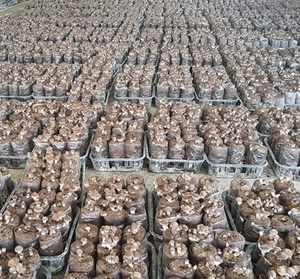 Hongos naturales secos Shiitake de Vietnam, ingredientes de alta calidad para salsas y comidas asiáticas - Product Image 6