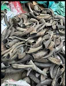 Cuerno blanco Assames - Product Image 4