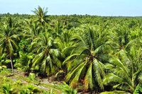 Exporteer Tropisch Fruit Uit Vietnam Verse Jonge Kokosnoot Gemakkelijk Te Openen Met Stro