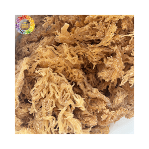 Venta al por mayor de algas secas de musgo marino amarillo, musgo irlandés para gel de musgo marino, sin sal, Chondrus Crispus silvestre, bolsa de 25kg - Product Image 3