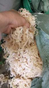 Vietnam Eucheuma Cottonii Seaweed Affordable Supply For Food And Beverage Industry - Product Image 5