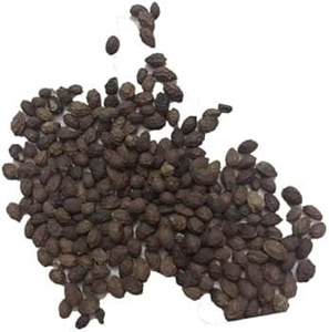 Graines de papaye croquantes et noisettes Recette traditionnelle Grande valeur Made in Vietnam Produit agricole - Product Image 3