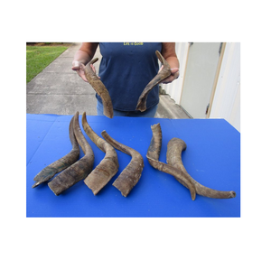 Corne de chèvre naturelle petite, moyenne et grande corne de chien à mâcher corne à mâcher pour animaux de compagnie nourriture pour chien pièce de conception naturelle avec produit en vente - Product Image 3