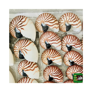 เปลือกหอยนางเงือกขนาดใหญ่4-9นิ้วเปลือกหอยมุกของตกแต่งเปลือกหอยนางเงือกโอปอลเปลือกหอยสีชมพูงาช้าง - Product Image 5