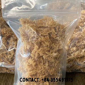 มอสทะเลสีทองสำหรับเจล | มอสทะเลดิบแห้งเพื่อการส่งออก/เมสซี่เจ - Product Image 5