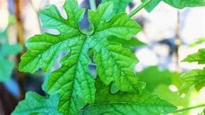 FEUILLES DE MELON AMER CONGELÉES INGRÉDIENT NATUREL PUR POUR UN STYLE DE VIE SAIN PRODUIT D'ÉTIQUETTE PROPRE - Product Image 4