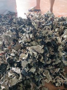 Holesale didible Ried lack ushroom/ry REE ar ungus/ Wood-AR ushroom con Export s. tandard S. ily + 84 906 927 736 - Product Image 5