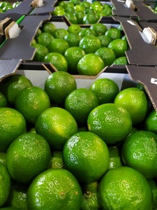 มะนาวสดไร้เมล็ดพรีเมี่ยมสำหรับขาย - Product Image 2