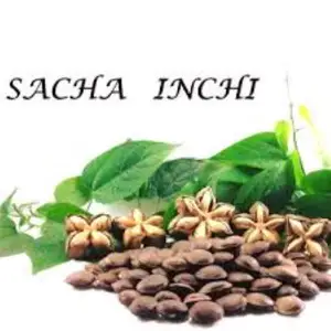 Graines de Sacha Inchi grillées naturelles Huile de Sacha Inchi Graines de noix SACHA INCHI Noix du Viet Nam Sachi de haute qualité