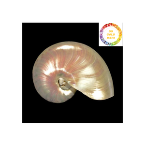 Venta al por mayor de conchas decorativas Nautilus de Vietnam con acabado brillante para acuarios artesanales y decoración temática marina - Product Image 1