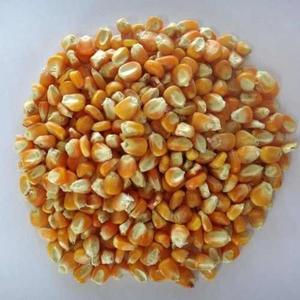 Maïs jaune pour l'exportation d'aliments pour volailles de qualité disponible en Thaïlande - Product Image 1