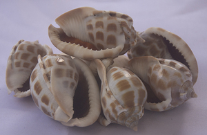 Shell Babylonia SeasHELL Bijoux Poli Naturel Shell Motif Petites Sortes Taille 5-6cm BIJOUX SEASHELL - Product Image 4