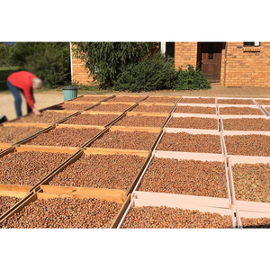 Avellanas blanqueadas de calidad de sabor natural BARATO DE ALTA CALIDAD/Avellanas orgánicas HAZEL KERNEL - Product Image 5