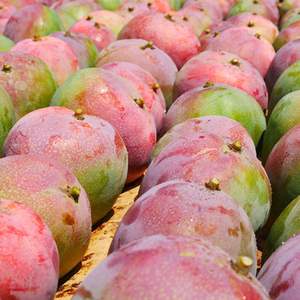 Mangues rouges fraîches biologiques de haute qualité - Grade d'exportation de classe I - Variété sucrée sans fibres - Mangues en gros à teneur élevée en Brix 14-16% - Product Image 3