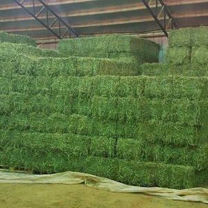 Premium Quality Alfalfa Hay for <b>Animal</b> <b>Feeding</b> - Product Image 1