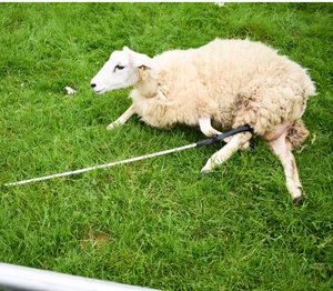 Instrumentos de restricción de Metal modelo de pierna de ladrón de pastores veterinarios para animales de vaca utilizados en Pakistán - Product Image 2