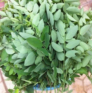 OFFRE EN VRAC FOURNISSEUR DE FEUILLES SUCRÉES VENTE EN GROS PREMIUM NATUREL BIO THÉ HERBES EXPORTATION TOP VENTES FOURNITURE USINE - Product Image 1