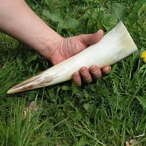 Viking corne à boire corne à boire tasse corne à boire naturelle article décoratif par artisanat croissant - Product Image 4