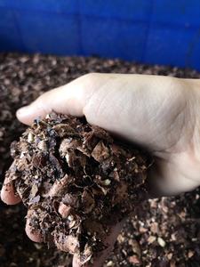 Anacardo orgánico Testa de Vietnam para alimentación animal y teñido natural de residuos agrícolas - Product Image 2