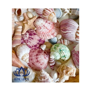 เปลือกหอยเชลล์ขายดีประจำปี 2026 เปลือกเรียบสะอาดสำหรับงาน DIY และตกแต่งภายใน สีสดใส ทนทาน จำหน่ายส่งออกจำนวนมาก - Product Image 1
