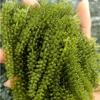 HAUTE VALEUR-RAISINS DE MER DU VIETNAM/CAVIAR VERT POUR L'EXPORTATION MONDIALE
