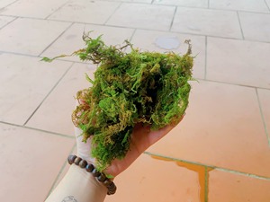 La mejor calidad, el mejor vendedor, producto para plantar bosque seco, musgo verde, orquídea para plantar Vietnam - Product Image 2
