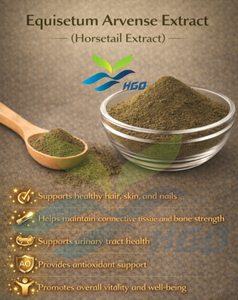 Suministro Directo de Fábrica HGO de Extracto de Equisetum Arvense / Extracto de Cola de Caballo Grado Alimenticio 2% 7% 10% Extracto Estandarizado con Silica - Product Image 2