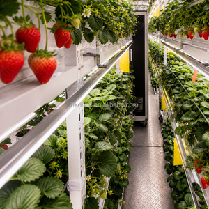 Turnkey Project 40ft Hydroponic Strawberry Shipping Container for Professional Agriculture with Automatic Nutrient System - Product Image 3