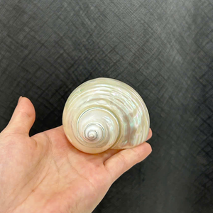 Magnifiques verres à martini en coquillage de luxe Parfaits pour les mariages côtiens, les fêtes sur la plage et les maisons à thème océanique - Product Image 4