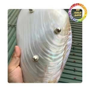 แผ่นมุกเงางามหรูหรา | ผู้จัดจำหน่ายเวียดนาม - Product Image 4