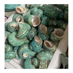 Concha decorativa para instalaciones de arte interior de 99 Gold Data Vietnam en acabado blanco y verde - Product Image 6