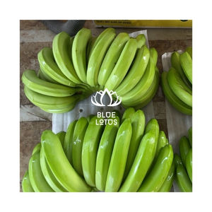 ขายผลไม้คาเวนดิชหอมสดที่มีกลิ่นหอมใช้สำหรับชุบแป้งทอดและเป็นวิธีที่อร่อยอย่างรวดเร็วในการฟื้นฟูพลังงานในชีวิตประจำวันได้อย่างรวดเร็ว - Product Image 1