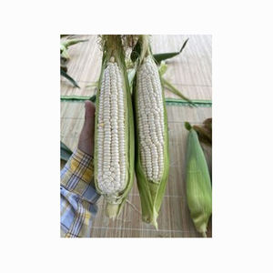 Maíz blanco de grado seco, sin OGM, apto para consumo humano y alimentación animal disponible con embalaje personalizado - Product Image 6