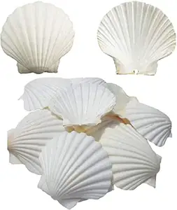 Best price craft Seashell- Scallop Seashell Origin Vietnam Use For Home Decoration