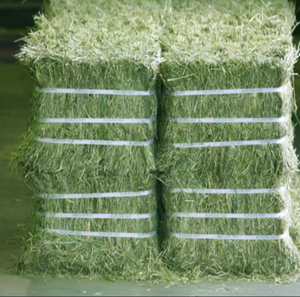 Alfalfa de grado superior para alimentación animal/heno de alfalfa de EE. UU. para exportación - Product Image 3