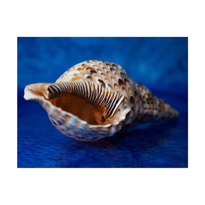 เปลือกหอยทรัมเป็ตแบบเวียดนามพื้นผิวเรียบผลิตภัณฑ์จากทะเลจริงสำหรับโครงการศิลปะและสไตล์ภายในชายฝั่ง - Product Image 3