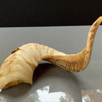 Vrais cornes de mouton naturelles polies pour la décoration et l'artisanat, de haute qualité
