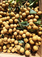 Premium Kwaliteit Verse Longan-Tegen Concurrerende Prijzen/Aziatisch Fruit Verse Longan Groothandel