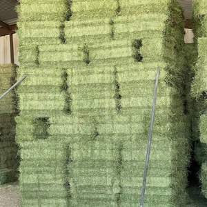 Foin de luzerne à haute teneur en fibres soigneusement traité et fraîchement emballé pour chevaux et porcs Approvisionnement en vrac disponible - Product Image 1