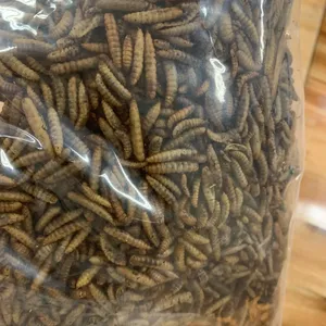 Thức ăn cho cá côn trùng protein khô lính bay ấu trùng hermetia illucens nguồn gốc Việt Nam