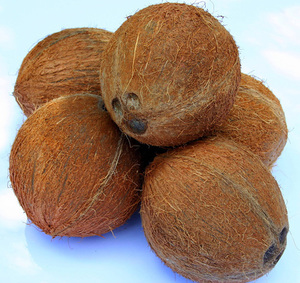 Vente en gros à prix raisonnable de noix de coco séchée de haute qualité du Vietnam exportation en vrac - Product Image 3