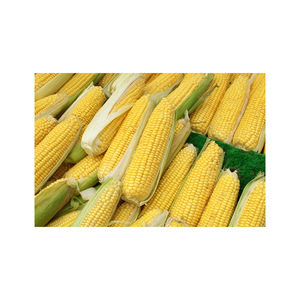 Yellow maize exported to regions in need of reliable grain supply - Product Image 1