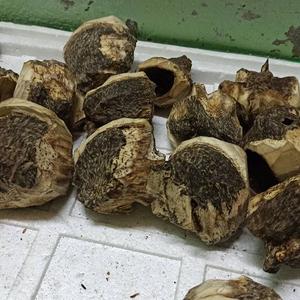 เปิดตัวชิป100% จากไม้ agarwood แท้ธรรมชาติชุ่มชื้น Huy Phat เมล็ดอินทรีย์กุหลาบโรสแมรี่ลาเวนเดอร์วิตามินยูคาลิปตัส - Product Image 5