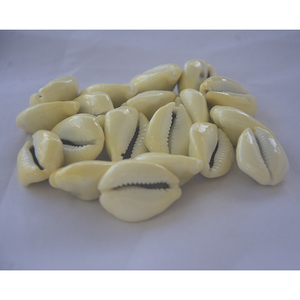 Cypraea Moneta, joyería de concha marina pulida, motivo de cauri amarillo, estilo Floral, tamaño de 1-2cm para decoración del hogar, tipo artesanal - Product Image 4