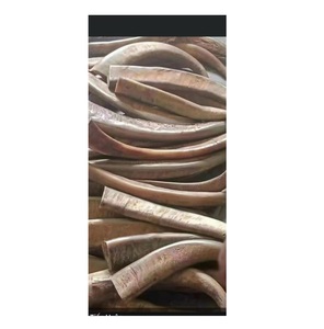 Atractivo culatín de cuerno de búfalo y Punta de cuerno natural con punta de cuerno de búfalo artesanal de calidad genuina, la pieza más demandada - Product Image 1