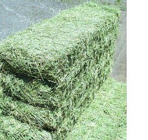 พรีเมี่ยมมาตรฐาน Alfalfa Hay/หญ้าชนิตสำหรับให้อาหารสัตว์ - Product Image 1