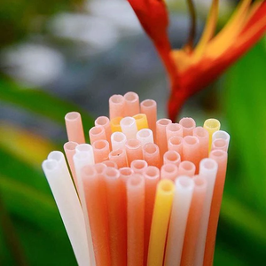 Pajitas de arroz y tapioca de Vietnam: ecológicas, naturales y compostables para bebidas frías y calientes - Product Image 3