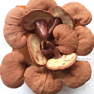 เห็ดหลินจือแห้งเวียดนามเกรดพรีเมียม สำหรับส่งออกขายส่ง - Product Image 5