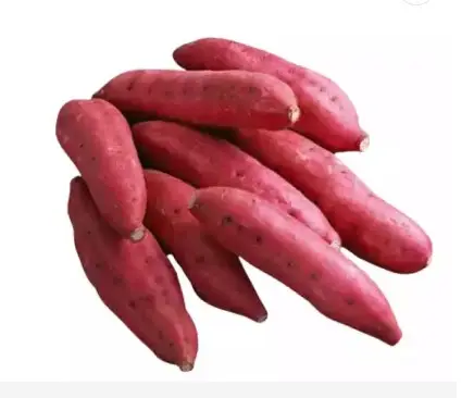 Fesh Agricultural Product / Sweet Potatoes From Vietnam Farm for Exporting