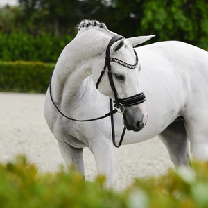 Brida de caballo de cuero de lujo curtido vegetal con accesorios plateados Banda de cejas plateada Tubería blanca-Nueva colección con banda para la nariz - Product Image 3